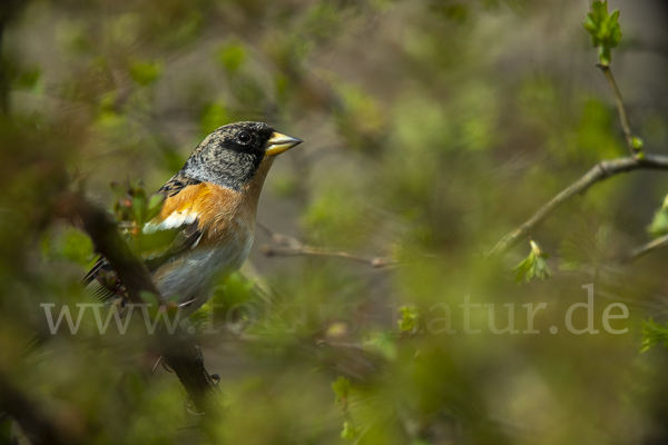 Bergfink (Fringilla montifringilla)