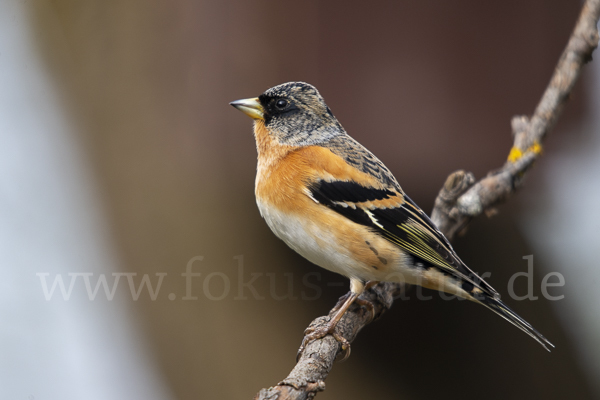 Bergfink (Fringilla montifringilla)