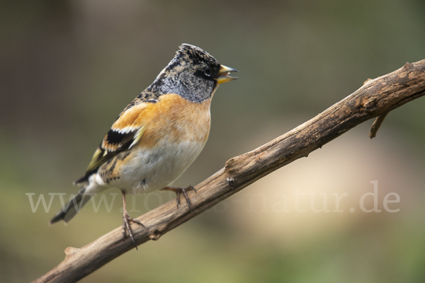 Bergfink (Fringilla montifringilla)