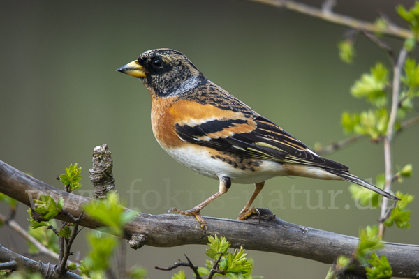 Bergfink (Fringilla montifringilla)