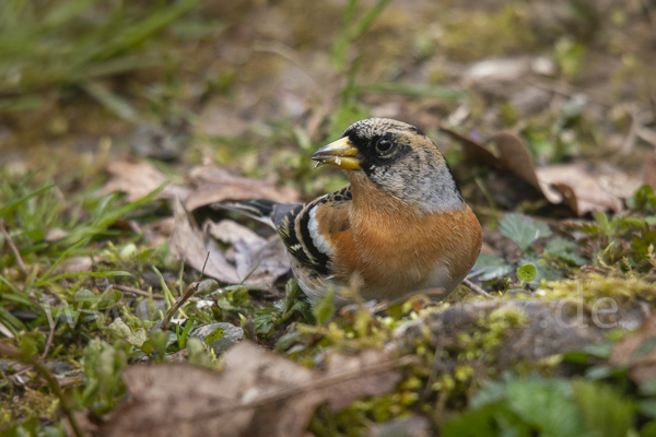 Bergfink (Fringilla montifringilla)