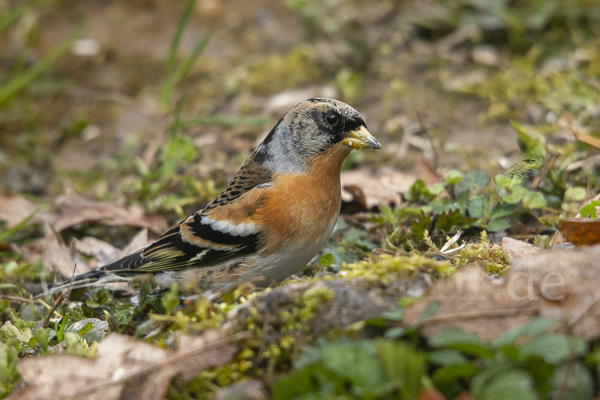 Bergfink (Fringilla montifringilla)