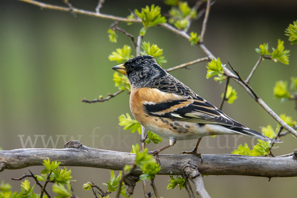 Bergfink (Fringilla montifringilla)