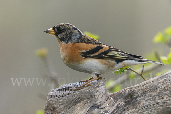 Bergfink (Fringilla montifringilla)