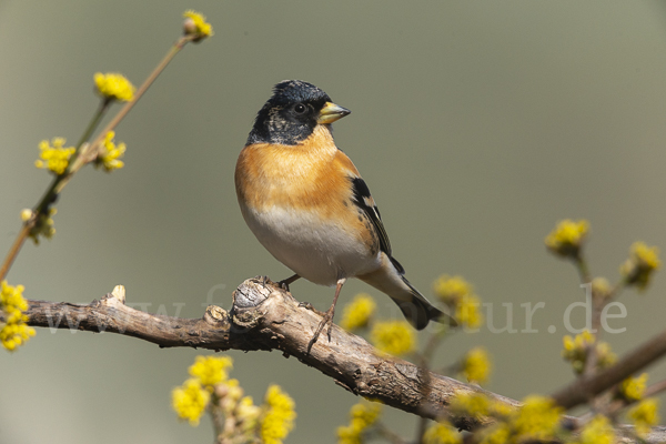 Bergfink (Fringilla montifringilla)