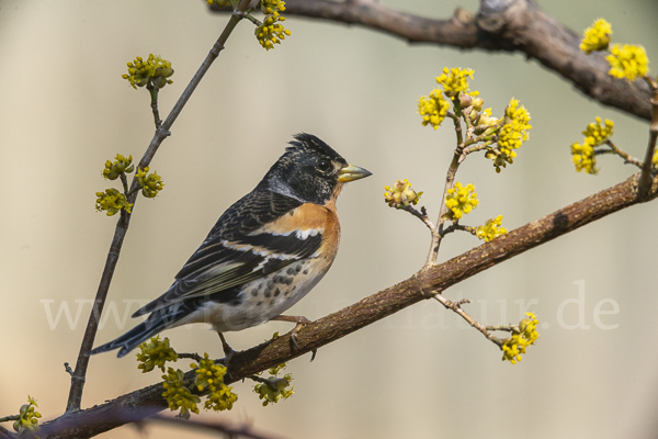 Bergfink (Fringilla montifringilla)