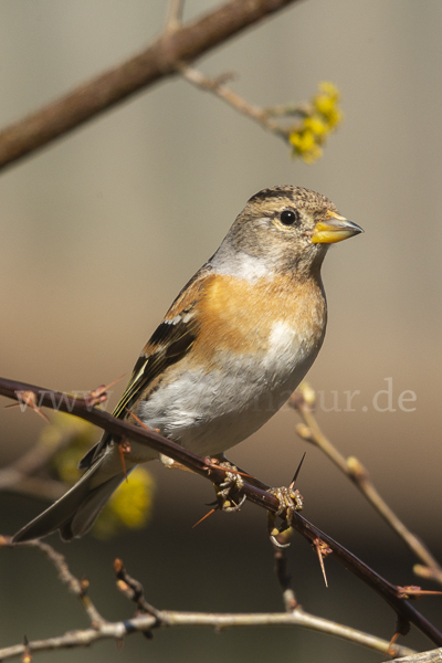 Bergfink (Fringilla montifringilla)