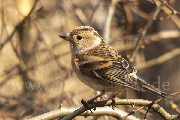 Bergfink (Fringilla montifringilla)