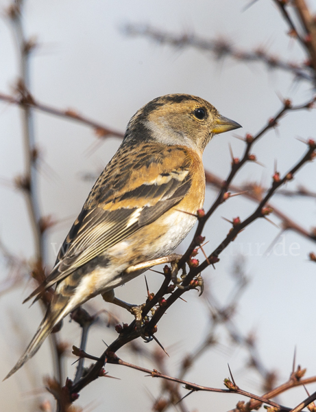 Bergfink (Fringilla montifringilla)