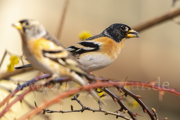 Bergfink (Fringilla montifringilla)