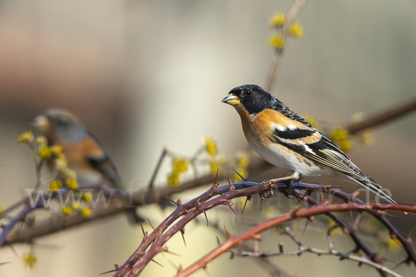 Bergfink (Fringilla montifringilla)