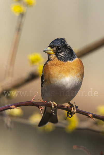 Bergfink (Fringilla montifringilla)