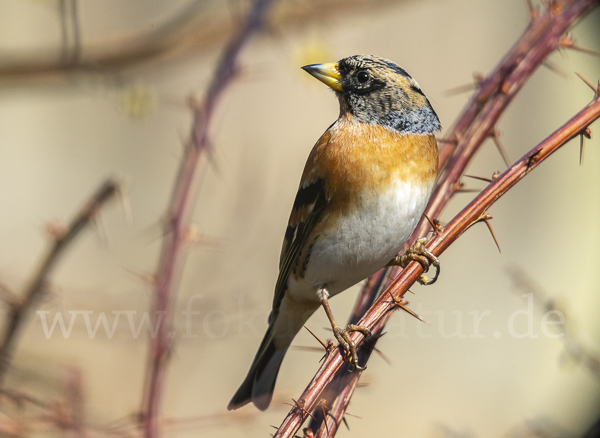 Bergfink (Fringilla montifringilla)