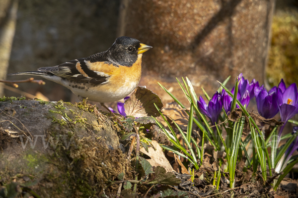 Bergfink (Fringilla montifringilla)