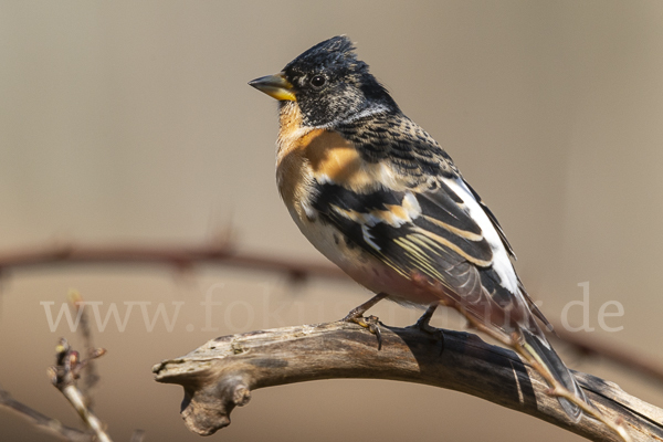 Bergfink (Fringilla montifringilla)