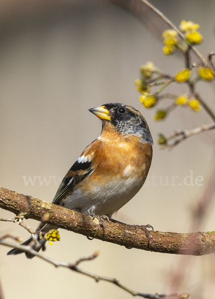 Bergfink (Fringilla montifringilla)