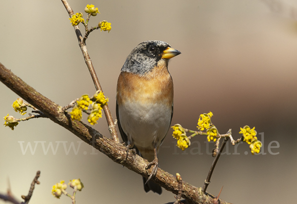 Bergfink (Fringilla montifringilla)