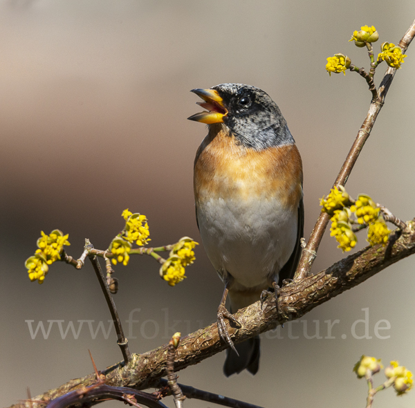 Bergfink (Fringilla montifringilla)