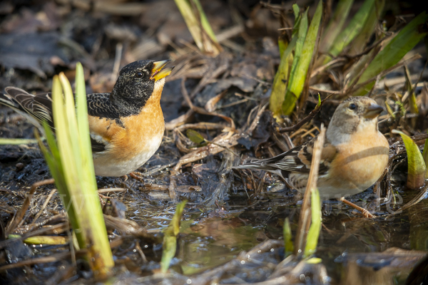 Bergfink (Fringilla montifringilla)