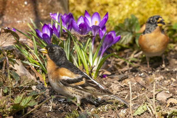 Bergfink (Fringilla montifringilla)