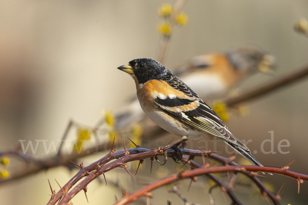 Bergfink (Fringilla montifringilla)