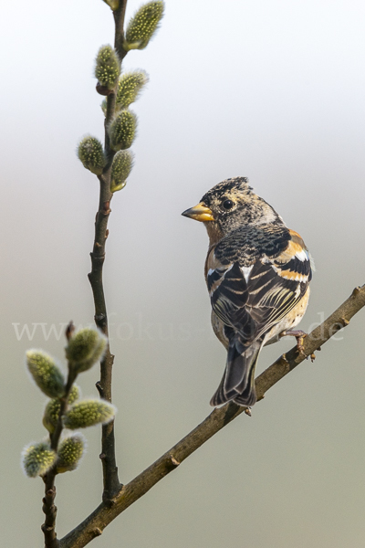 Bergfink (Fringilla montifringilla)