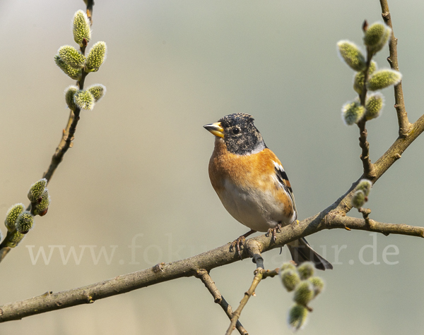 Bergfink (Fringilla montifringilla)