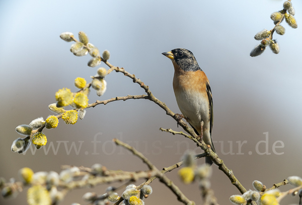 Bergfink (Fringilla montifringilla)