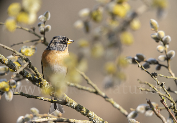 Bergfink (Fringilla montifringilla)