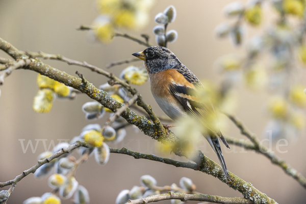 Bergfink (Fringilla montifringilla)