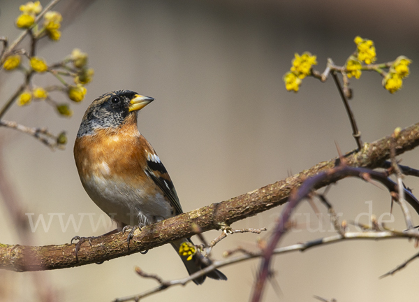 Bergfink (Fringilla montifringilla)