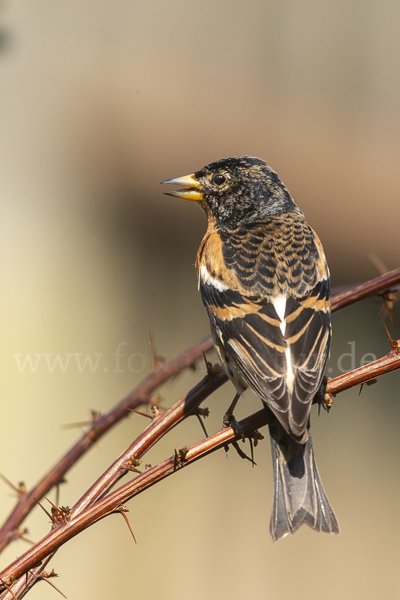 Bergfink (Fringilla montifringilla)