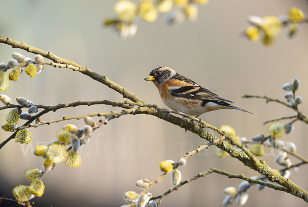 Bergfink (Fringilla montifringilla)