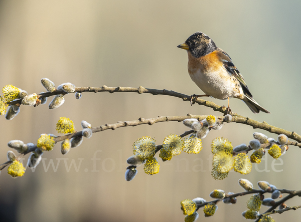 Bergfink (Fringilla montifringilla)