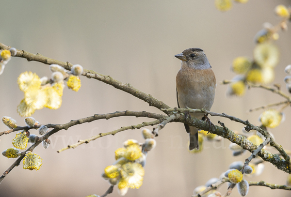 Bergfink (Fringilla montifringilla)