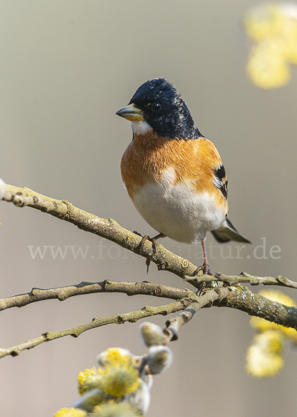 Bergfink (Fringilla montifringilla)