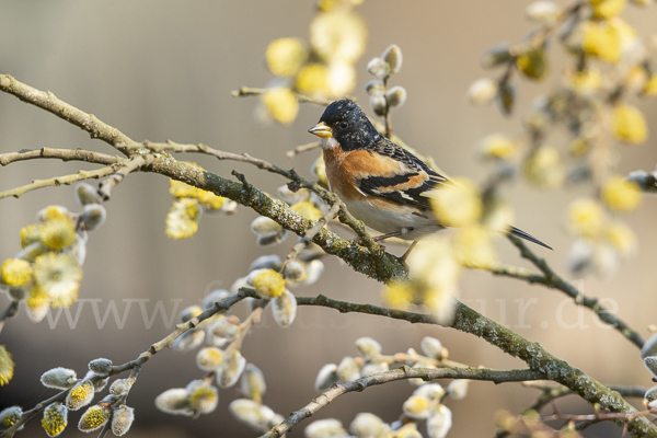 Bergfink (Fringilla montifringilla)