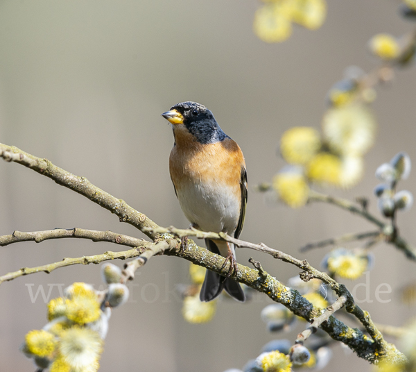 Bergfink (Fringilla montifringilla)