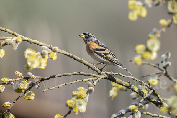 Bergfink (Fringilla montifringilla)