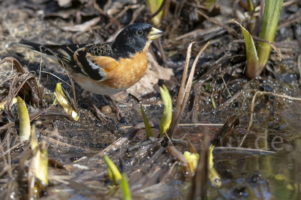 Bergfink (Fringilla montifringilla)