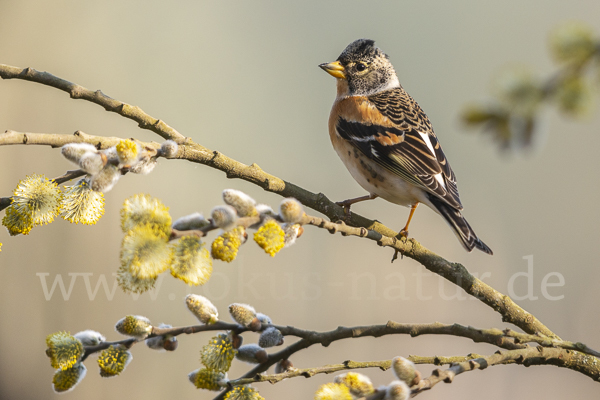 Bergfink (Fringilla montifringilla)