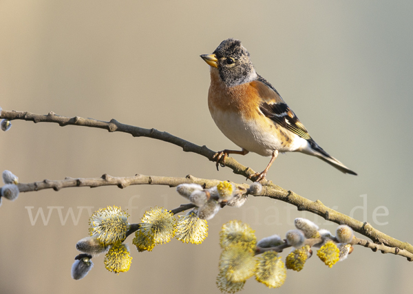 Bergfink (Fringilla montifringilla)