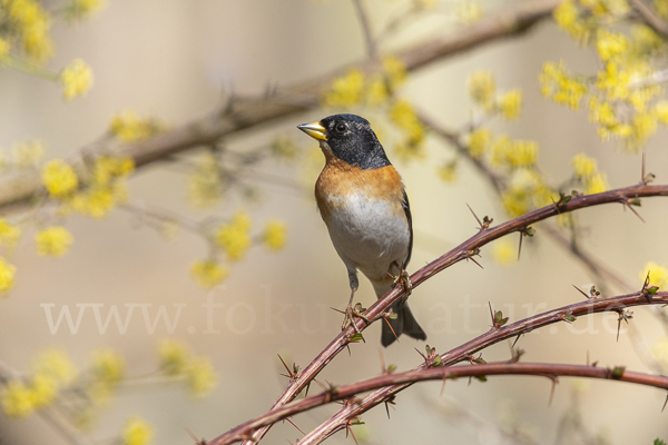 Bergfink (Fringilla montifringilla)