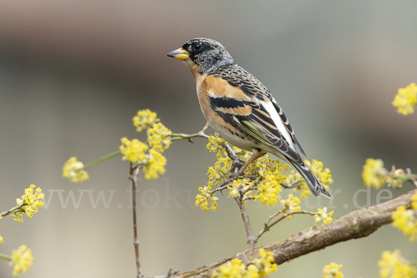 Bergfink (Fringilla montifringilla)