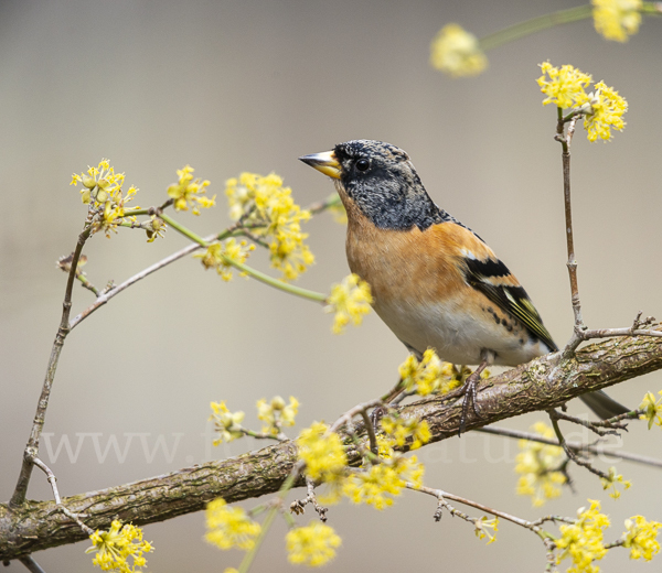 Bergfink (Fringilla montifringilla)