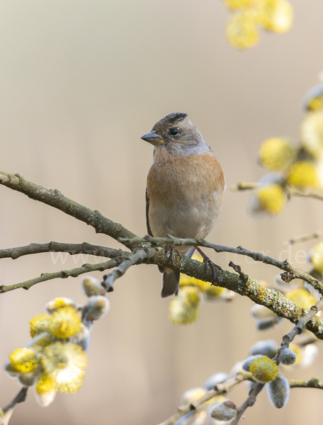 Bergfink (Fringilla montifringilla)