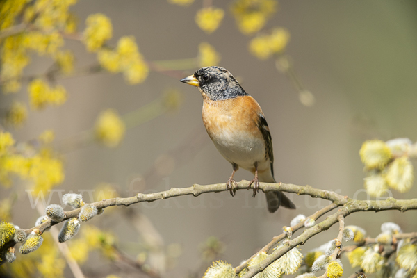 Bergfink (Fringilla montifringilla)