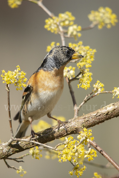 Bergfink (Fringilla montifringilla)