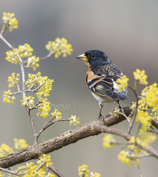 Bergfink (Fringilla montifringilla)