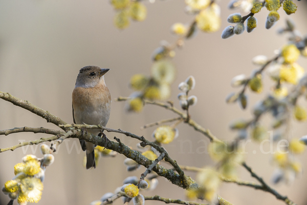 Bergfink (Fringilla montifringilla)